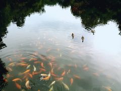 -西湖外事游船(花港观鱼码头)