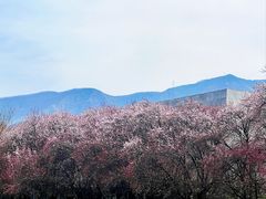 -秦始皇帝陵博物院-丽山园