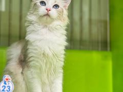 -唐小姐の私宠·宠物洗护美容·撸猫馆·购宠(周浦万达旗舰店)