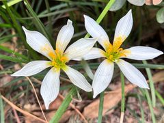 -酵墅·红酒酵母面包(羲和广场店)