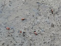 -北海金海湾红树林生态旅游区