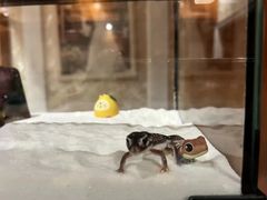 -酷以爬仙阁实体爬宠店·守宫·蜥蜴·专业繁育