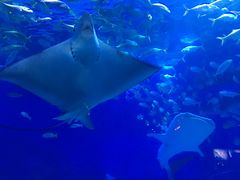 -烟台海昌鲸鲨海洋公园