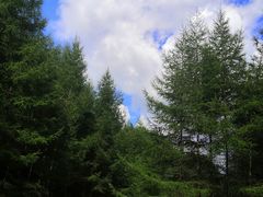 -武陵山森林公园