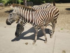 -北京野生动物园