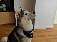 -Husky Go! 哈士奇体验馆·宠物咖啡厅狗咖