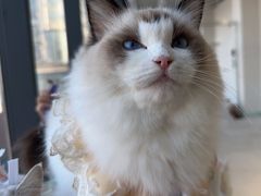 -怪兽屋·羊驼·猫咖·狗咖(俊华广场店)