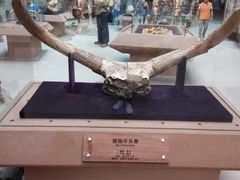 -陕西自然博物馆