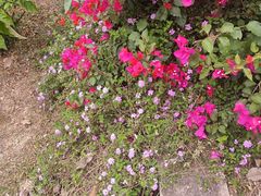 -东莞植物园