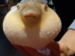 -肆月河豚·淮扬菜·湘菜(华天店)