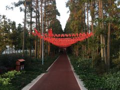 -上海长兴岛郊野公园