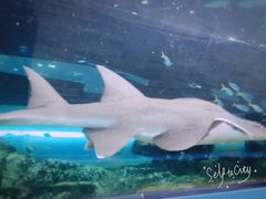 -悉尼海洋生物水族馆