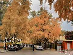 -三里屯东五街银杏大道