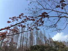 -上海共青森林公园