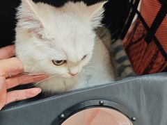 -瑞派康怡24h宠物医院·犬猫医疗中心·微创绝育(瑞景分院)