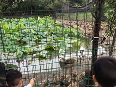 -洪湖家庭农场·团建·露营·会议