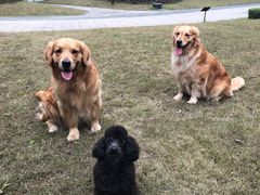 -仁华宠物医院(青羊店)