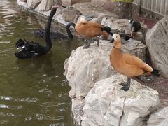 -北京市海淀外国语实验学校