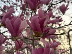 -石家庄市植物园