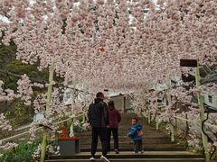 -尧山风景区