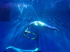-芜湖新华联大白鲸海洋公园