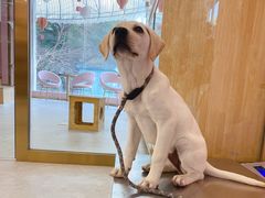 -翊宠yipet猫狗购宠庄园犬舍•猫舍