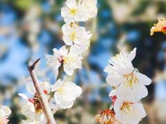-梅花山(明孝陵内)
