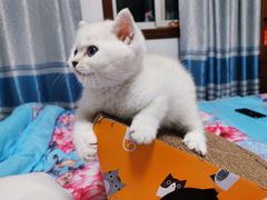 -欣宠猫屋·矮脚拿破仑·蓝金金渐层