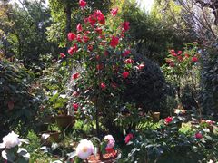 -洛龙公园