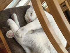 -猫的天空之城概念书店(苏州平江店)