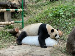 -广州长隆野生动物世界