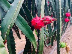 -上海多利农业发展有限公司