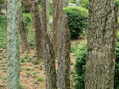 -东莞植物园