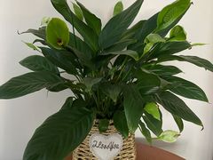 -参差咖啡(水果湖公园店)