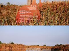 -盐城丹顶鹤湿地生态旅游区