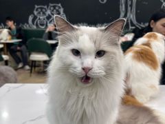 -安格丽娜·狗咖·猫咖羊驼咖(春熙路百盛商场店)