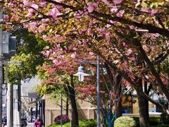 -大木小区斜土路1341弄