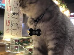 -喵园·猫主题咖啡厅·撸猫·猫咖(国贸店)