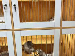 -爱洗澡的猫(天河路店)