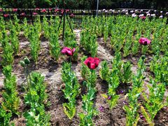 -国家植物园南园