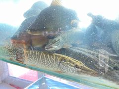 -煲来饱去冷水鱼