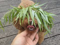 -萌兽医馆·宠物医院·猫骨科(创景店)