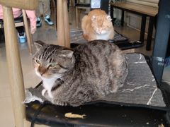-平行世界·猫咖(首经贸店)