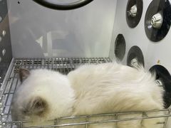 -安安宠医宠物医院·异宠·犬猫内科(岳阳分院)