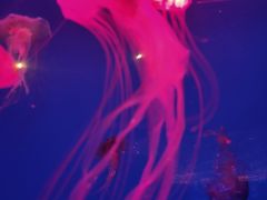 -波塞冬海底世界