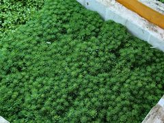 -双季花艺园艺市场(浦东店)