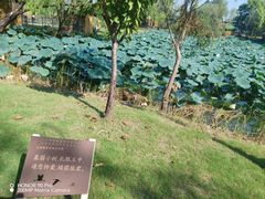 -长兴太湖图影湿地文化园