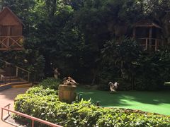 -新加坡飞禽公园