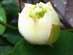 -陈家山荷花公园