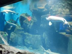 -石家庄海洋公园